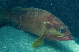 魚類品種|魚類図鑑｜魚類の生態・特徴・分布｜目に見えるいき 